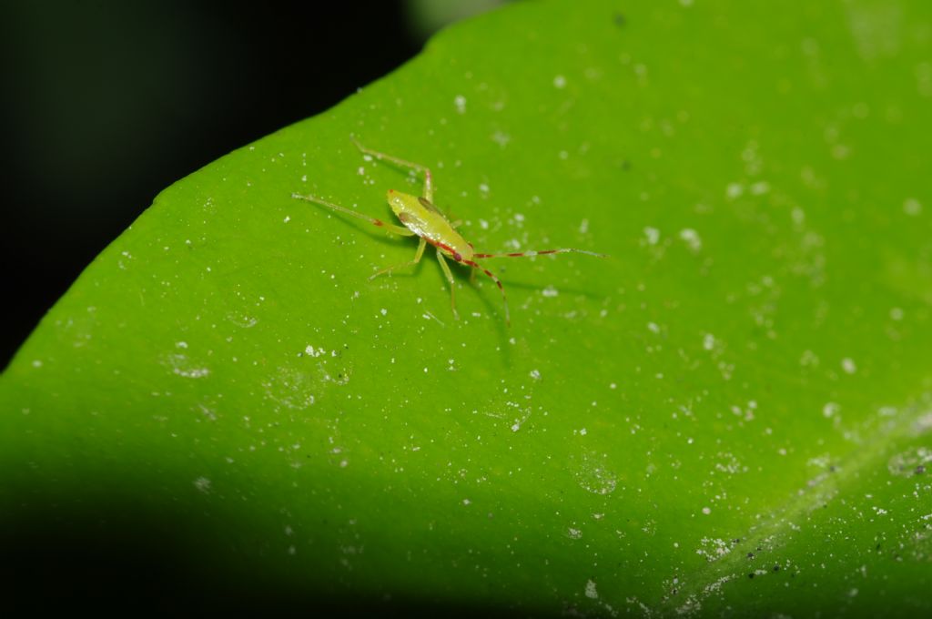 Miridae: Campyloneura virgula (ninfa)